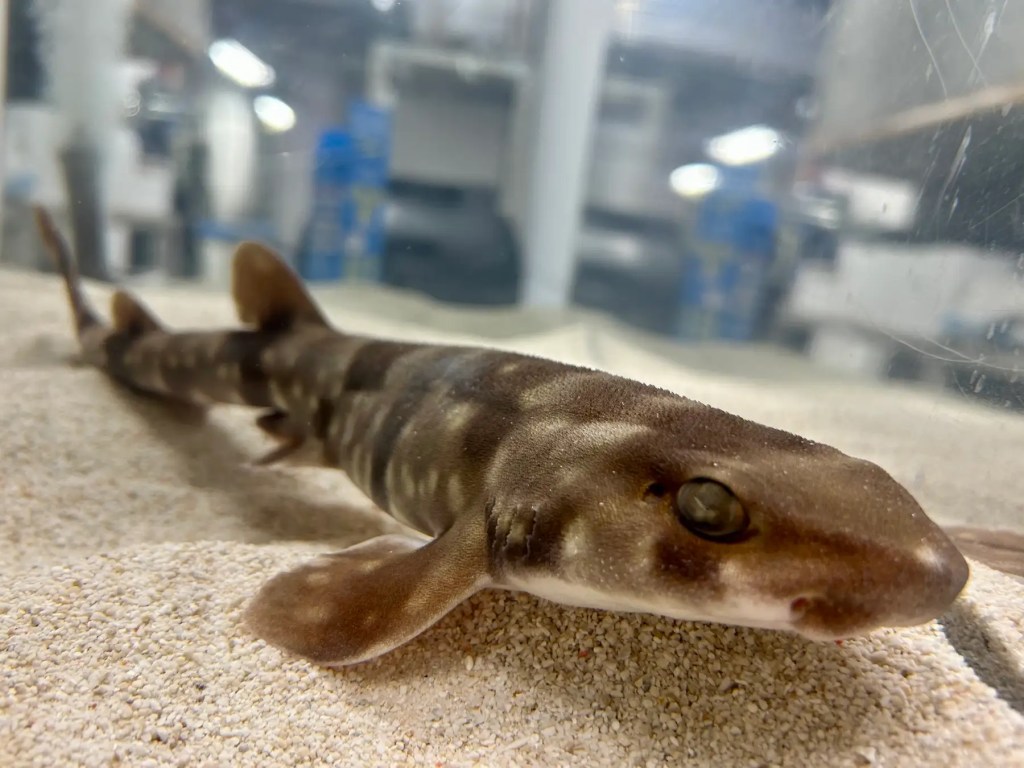 仙台うみの杜水族館の小魚たち「トラザメ」