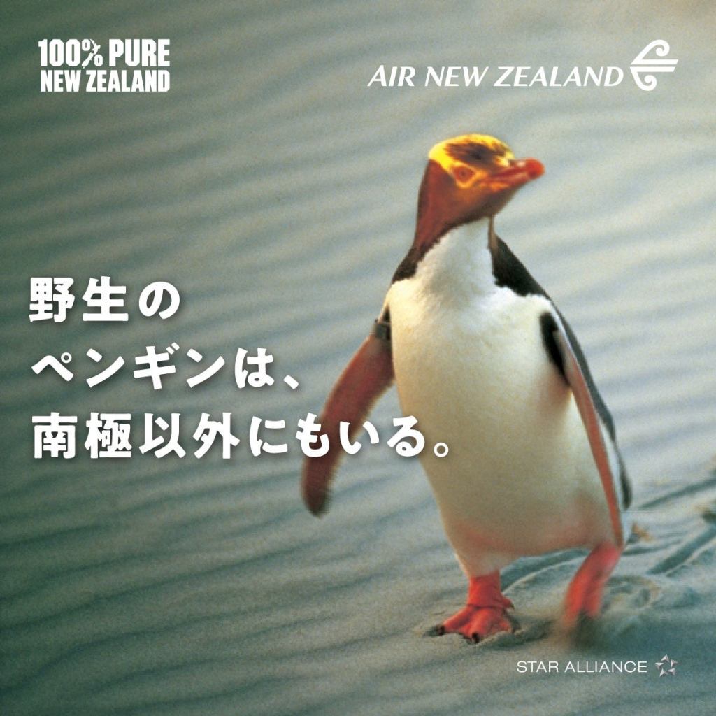 ニュージーランドの野生ペンギン