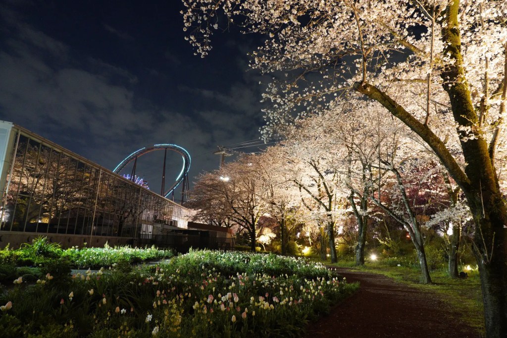 HANA・BIYORI「夜桜びより」